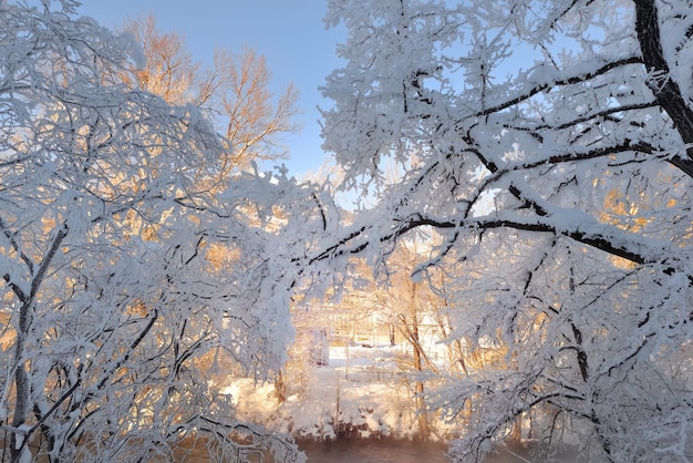 Ramo di albero bianco coperto di brina davanti a un fiume illuminato dal sole