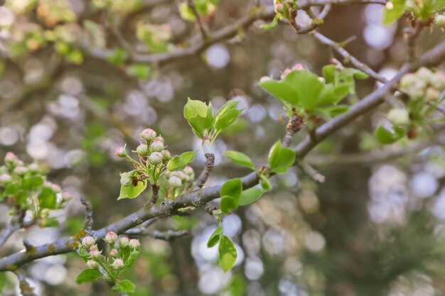 Ramo di albero con boccioli di fiori non aperti su sfondo sfocato