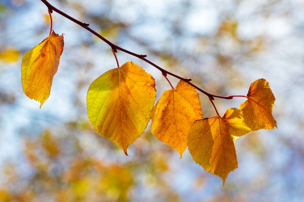 Ramo di albero con foglie di autunno luminose su uno sfondo luminoso con tempo soleggiato