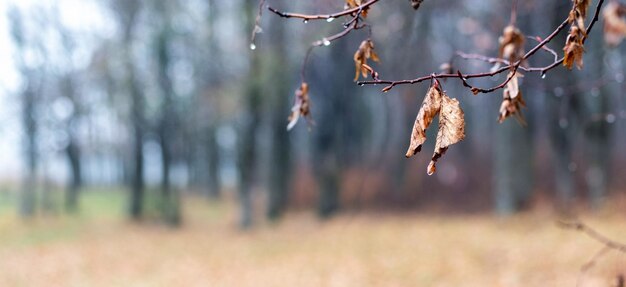 Ramo di albero con foglie marroni secche nella foresta nel tardo autunno