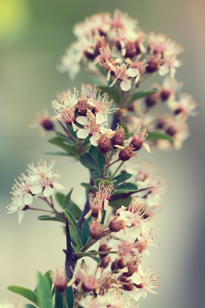 Ramo di albero con piccoli fiori bianchi bacche marroni e foglie verdi Tonica