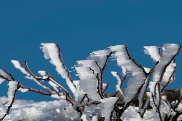 Ramo di albero coperto da ghiaccio nell'orario invernale