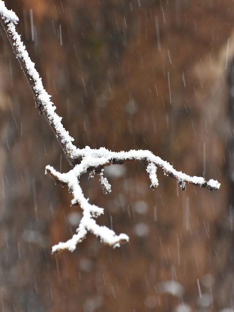 Ramo di albero coperto di neve che cade neve in background