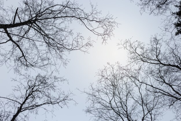 Ramo di albero dal basso angolo