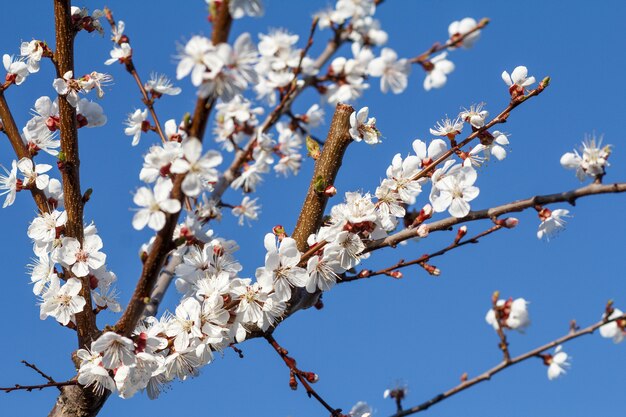 Ramo di albero di albicocca nel periodo della fioritura primaverile sullo sfondo del cielo blu sfocato. Messa a fuoco selettiva