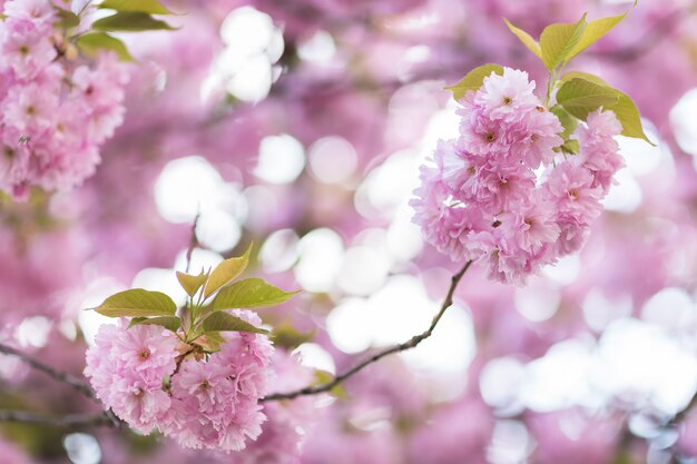 Ramo di albero di fioritura di sakura.