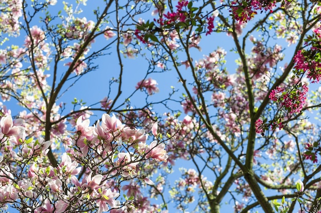Ramo di albero di magnolia contro il cielo blu