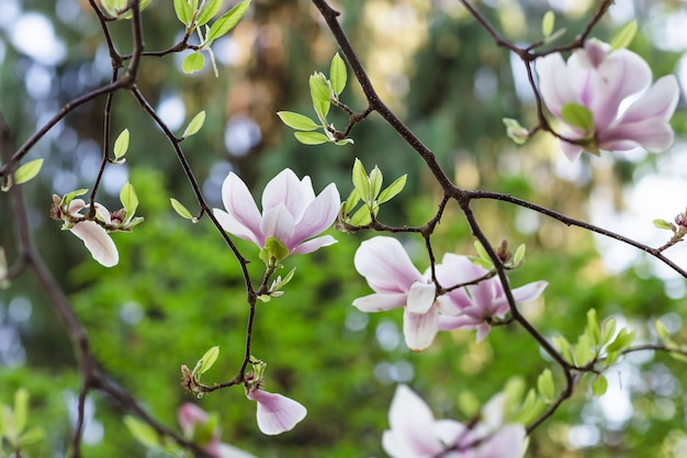 Ramo di albero di magnolia in fiore.