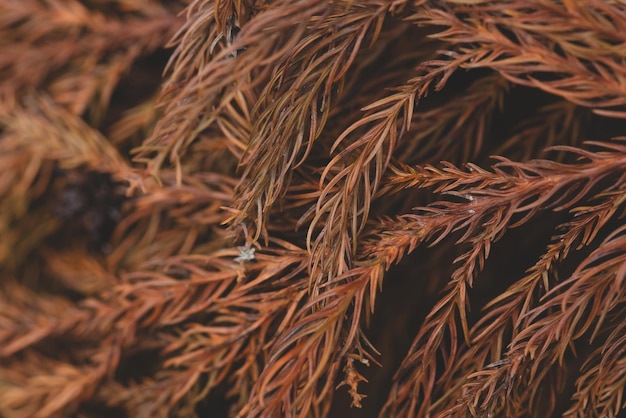 Ramo di albero di Natale.