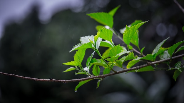 Ramo di albero fresco