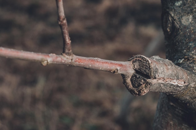 Ramo di albero innestato all'inizio della primavera in cui i boccioli iniziano già a sbocciare