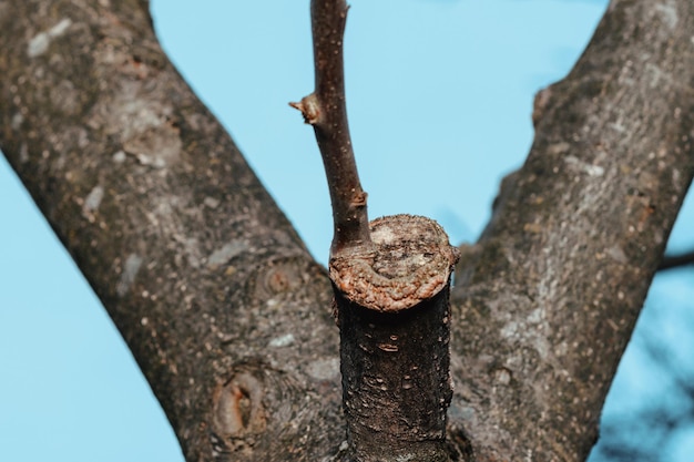 Ramo di albero innestato all'inizio della primavera in cui i boccioli iniziano già a sbocciare