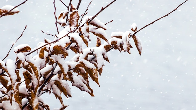 Ramo di albero innevato con foglie secche durante una nevicata