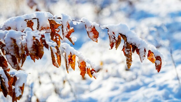 Ramo di albero innevato con foglie secche in tempo soleggiato