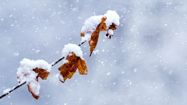 Ramo di albero innevato nella foresta invernale su uno sfondo chiaro durante una nevicata