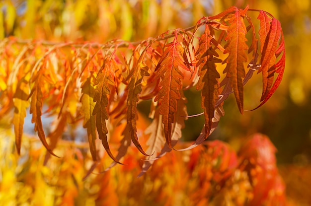 Ramo di albero rosso autunnale con foglie sfondo vivido caduta naturale