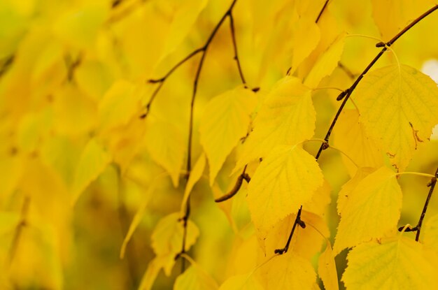 Ramo di albero rosso autunnale, sfondo stagionale naturale