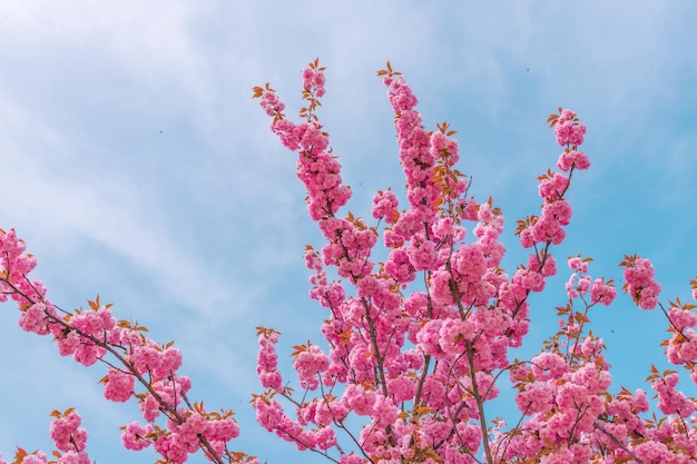 Ramo di albero Sakura in fiore rosa