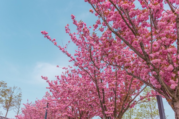 Ramo di albero Sakura in fiore rosa