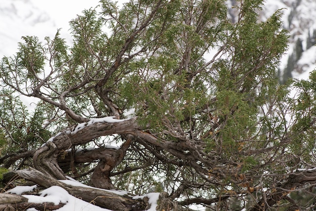 Ramo di albero secco con foglie nelle montagne innevate