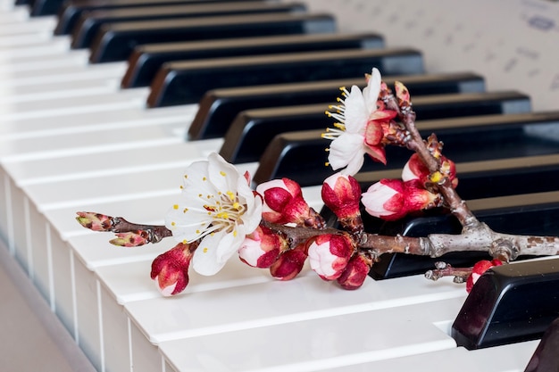 Ramo di albicocca con fiori sui tasti del pianoforte