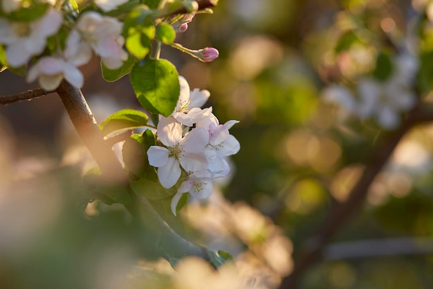 Ramo di albicocca in fiore al tramonto Spazio di copia Sfondo naturale estetico