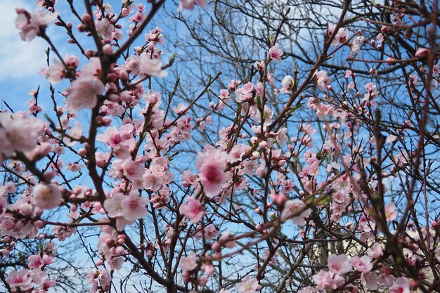 Ramo di albicocca o di pesca con fiori in fioritura primaverile fiori rosa viola primavera Prunus armeniaca fiori con cinque petali da bianchi a rosa Si producono singolarmente o in coppia all'inizio della primavera