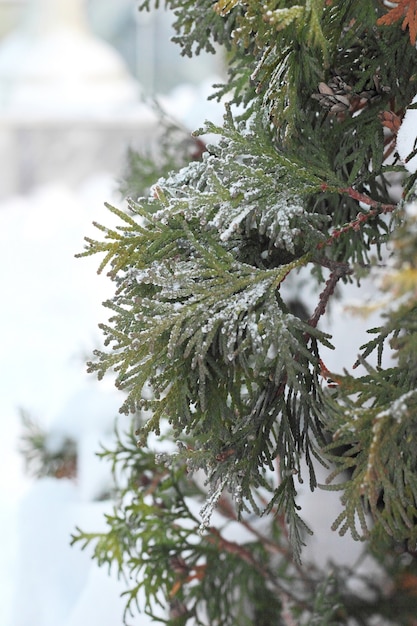 Ramo di arborvitae verde nella neve al tramonto