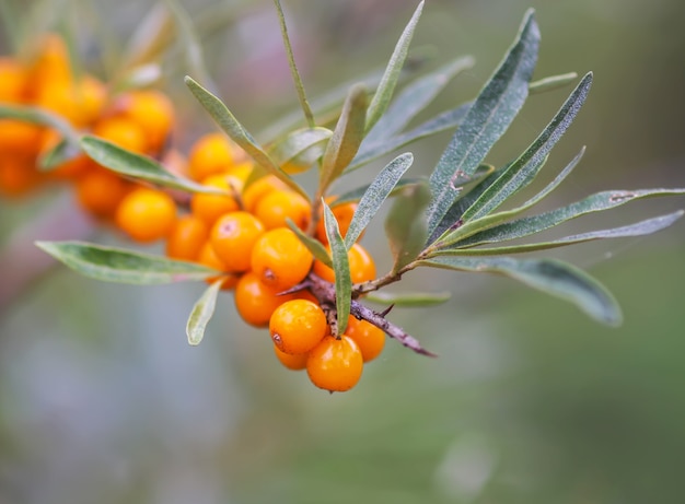 Ramo di bacche di olivello spinoso arancione nel parco autunnale. Raccolta stagionale delle bacche in campagna.