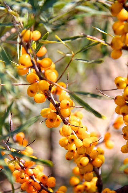 Ramo di bacche di olivello spinoso