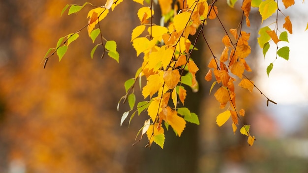 Ramo di betulla con foglie di autunno gialle Sfondo autunnale