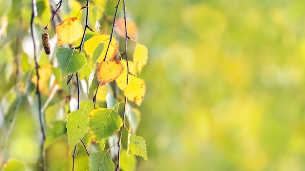 Ramo di betulla con foglie di autunno luminose con sfondo sfocato