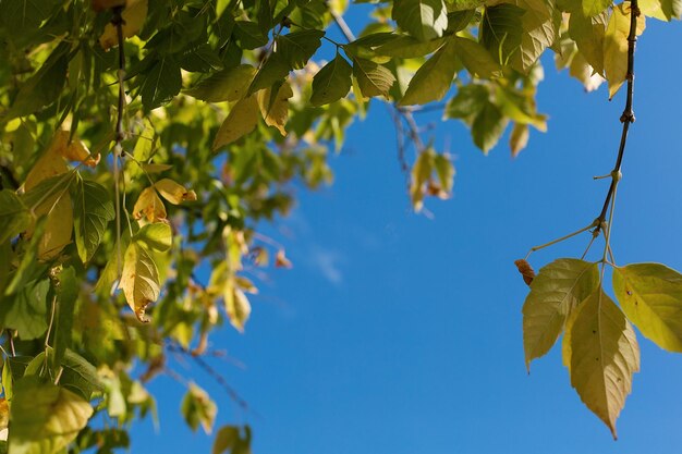 Ramo di betulla con foglie gialle contro il primo piano del cielo