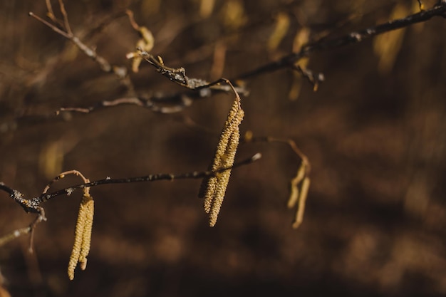 ramo di betulla con orecchini boccioli risveglio primaverile della natura Concetto di allergia primaverile