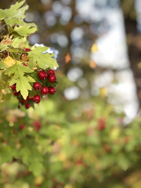 Ramo di biancospino con bacche mature