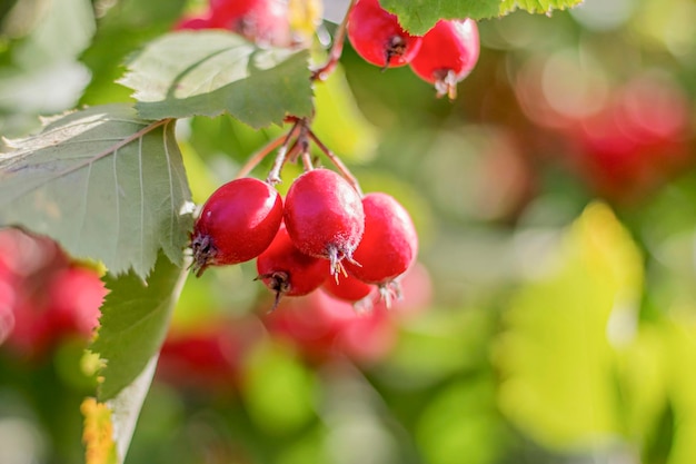 Ramo di biancospino con bacche rosse in primo piano soleggiato