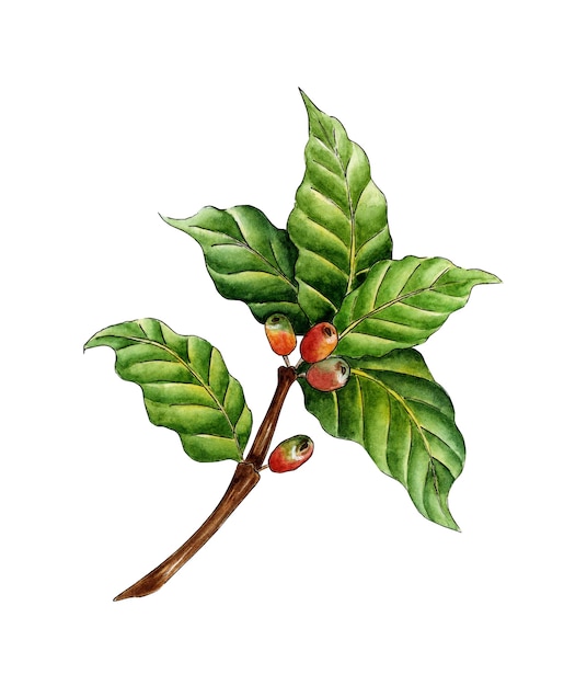 Ramo di caffè dipinto ad acquerello Bacche rosse verdi e fiori su un ramo di un albero Piantagione di caffè