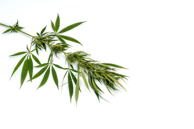 Ramo di cannabis con foglie di cinque dita