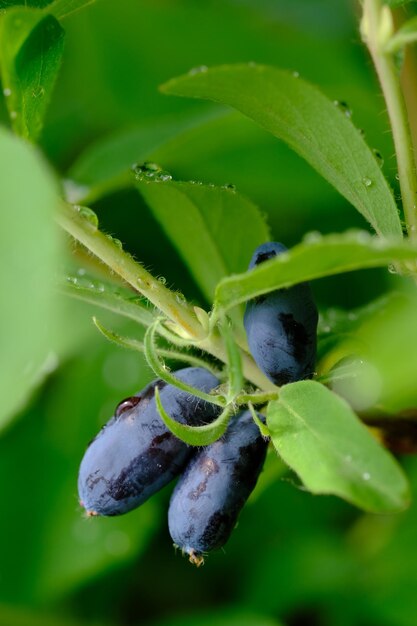 Ramo di caprifoglio con bacche mature blu