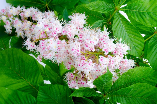 Ramo di castagno con foglie e fiori