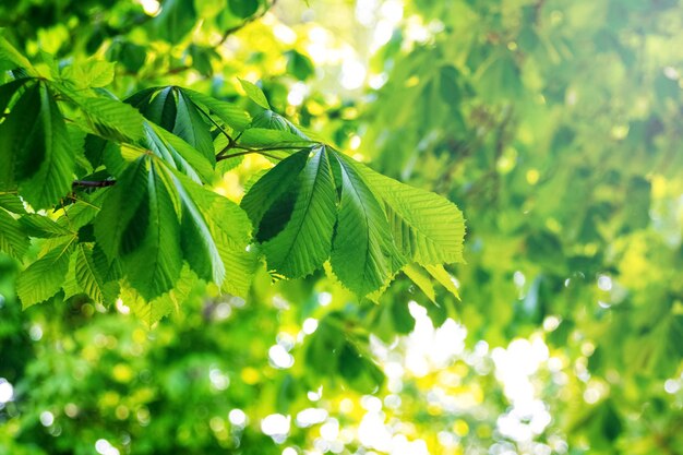 Ramo di castagno con giovani foglie verdi fresche Sfondo di foglie verdi