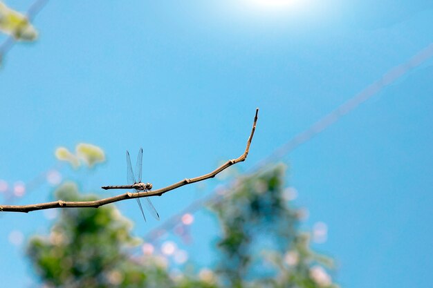 ramo di cattura dell&#39;insetto della libellula dell&#39;albero su cielo blu nella stagione estiva