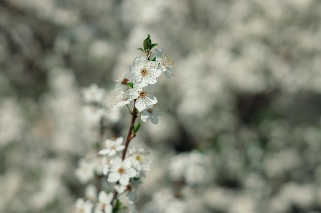 Ramo di ciliegio con fiori bianchi in fiore nel giardino primaverile