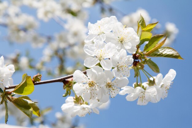 Ramo di ciliegio con fiori bianchi nel periodo della fioritura primaverile