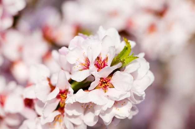 Ramo di ciliegio con fiori bianchi sopra