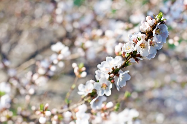 Ramo di ciliegio con fiori bianchi sopra