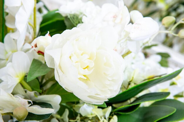 Ramo di ciliegio con fiori bianchi su bianco