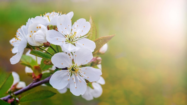 Ramo di ciliegio con fiori bianchi su sfondo sfocato in una giornata di sole Fiori di ciliegio