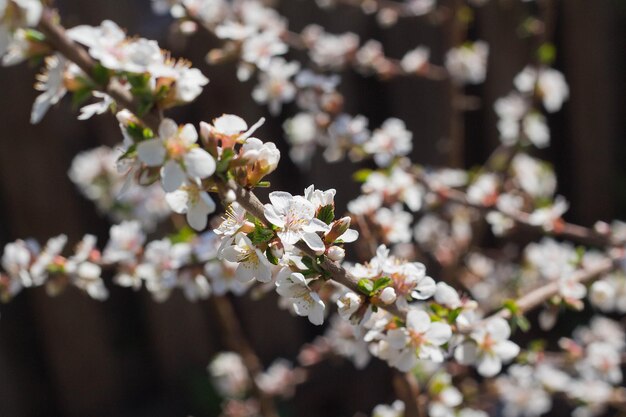 Ramo di ciliegio con fiori bianchi su un giovane albero nel giardino primaverile