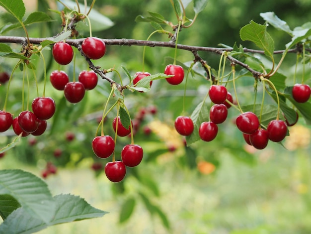 Ramo di ciliegio con grappoli di bacche rosse mature e foglie verdi